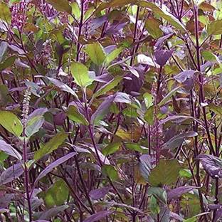 VibeX Krishna Tulsi Seed