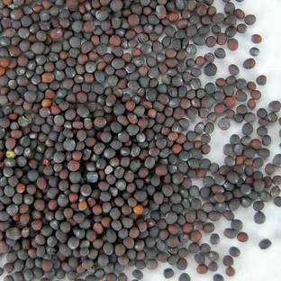 VibeX Cabbage/Bandgobhi Seed