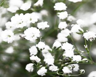 VibeX GYPSAPHILA BABYS BREATH Seed