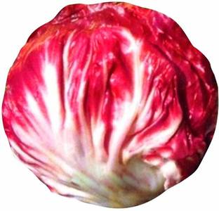 VibeX ® XXL-691-Fast Grow Red Cabbage Vegetable Seeds Seed