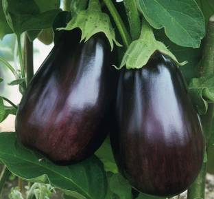 MaliaGarden Brinjal - Baigan - Begun Seed