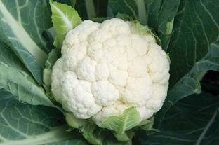 VibeX Cauliflower Seed