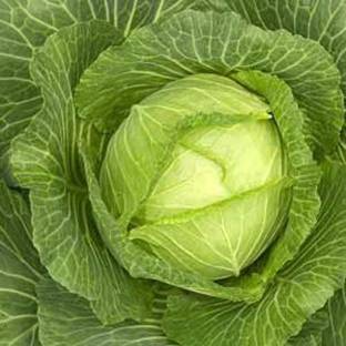 Qualtivate ™ Cabbage Organic F1 Hybird Vegetable Seeds Seed