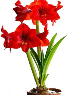 VibeX AMARYILLAS, RED RIVAL Seed