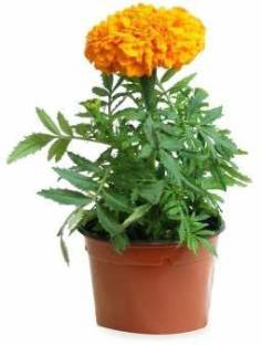 Mohini Plant Marigold Plant