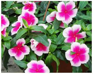 EZtect Sadabahar Plant