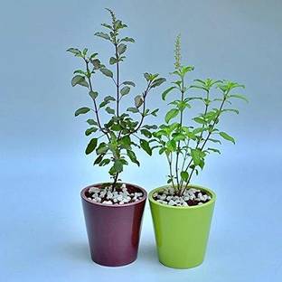 EVY Tulsi Plant