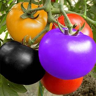Qualtivate ™ Dwarf Rainbow Tomato Seeds Seed