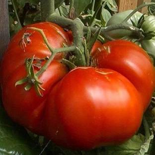 EVY Tomato Plant