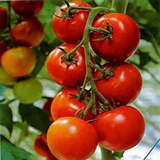 Qualtivate ® Organic Tomato Pusa Ruby Seeds Seed
