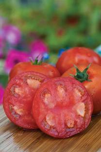 Qualtivate Tomato Seeds Seed
