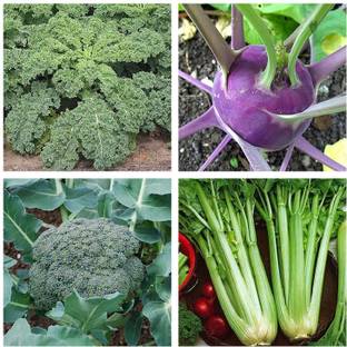 CYBEXIS Exotic Vegetable Combo - Blue Curled Vates,Kohlrabi,Broccoli,Tall Utah Seed