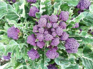 VibeX Broccoli Seed