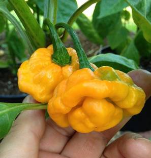 Qualtivate ™ Scotch Bonnet Yellow Chili Pepper Exotic Chilli Vegetable Seeds Seed