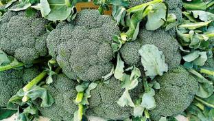 Qualtivate ™ Broccoli Bulk Seeds Pack Seed