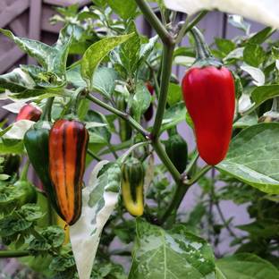 MKR Enterprises Chilli Seed
