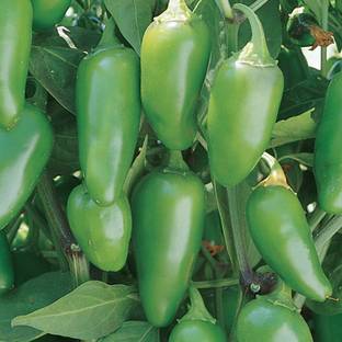 Qualtivate ™ Jalapeno Early Hot Pepper Seeds Seed