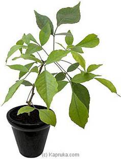 The Nursery Bel Plant