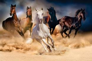 COLOR SOLUTION Vinyl Art & Paintings Multicolor Wallpaper