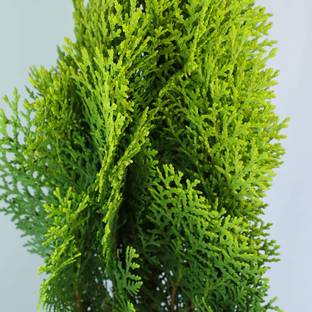 Uganio Platycladus/Morpankhi Plant