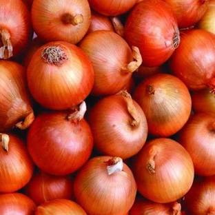 VibeX ® XL-391-Organic Desi Onion Seeds-25 x Seeds Seed
