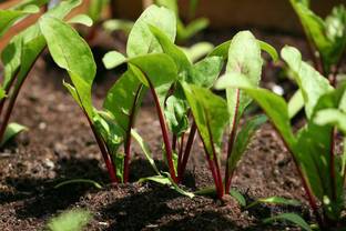 VibeX ® XL-71-Fast Germination Organic Vegetable Seeds - Beet Root-30 x Seeds Seed