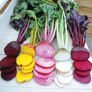 Qualtivate ® Rainbow Beet Root 3 Types Seeds Combo-100 Seed Seed