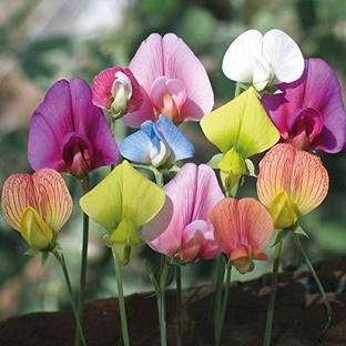 KANAYA Sweet Pea Mixed Color Seeds For home Gardening Seed