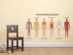 Wollzo 90 cm Human Body System Removable Sticker