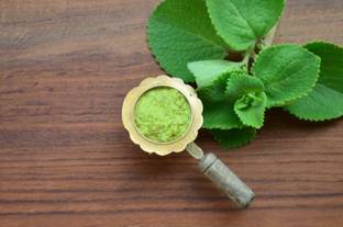 VibeX Panikoorka (Mexican Mint) Seed
