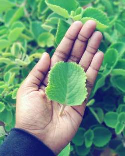 VibeX Mexican Mint Panikoorka Cuban Oregano Succulent Herb Seed