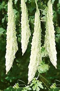 CYBEXIS VXI-70 - Bitter Gourd White Long vegetable - (100 Seeds) Seed