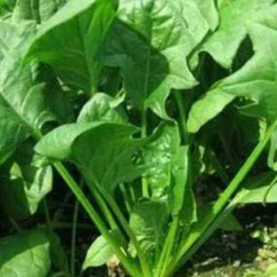 VibeX SPINACH, PALAK Seed