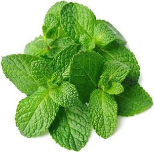 Advance MINT,, PUDHINA Seed