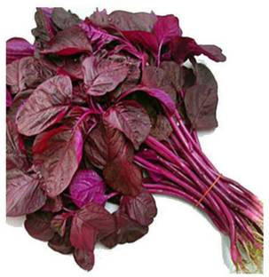 VibeX RED SPINACH, FLARE SEEDS, LAL SAG Seed