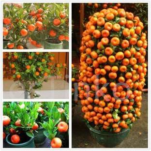 EVY Orange Plant
