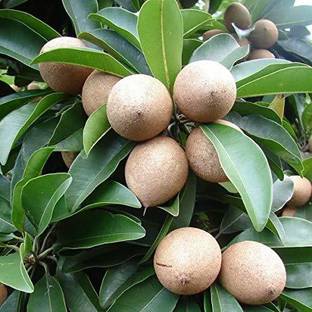 PB HONEY PRIYA PLNTS Chiku Plant