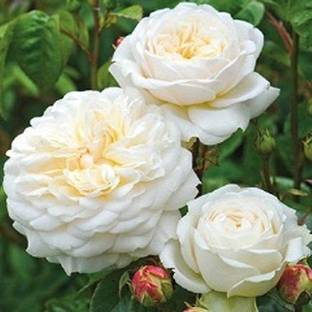 Cloud Farm Rose Plant