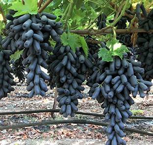 TRICONE Grapes Seed