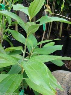 saraswati traders Bay Leaf Plant