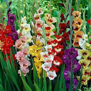Tigress Lily Plant