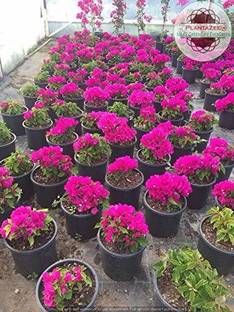 BioTech Gardening Baugainvillea Plant