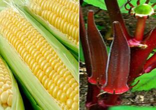 VibeX ™ VXL-515 Hybrid Sweet Corn and Okra Bhindi Scarlet Red Seeds Seed