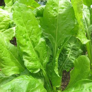 Qualtivate ™ Desi Palak Spinach Seeds (Leafy vegetable)-150 Seed Seed