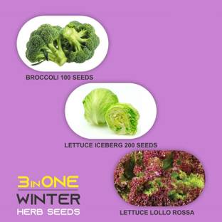 VibeX ™ VXI-42 Lettuces And Broccolis Non GMO Heirloom Seeds (3 Varieties) Seed