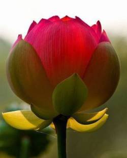 AGRODAK Rare Red Lotus Flower Seed