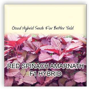 VibeX Red Spinach Amarnath F1 Hybrid Imported Vegetable Seeds Seed