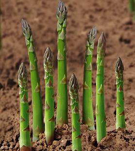 VibeX ® VXL-146 Shatavari Seeds/Asparagus Racemosus Seeds Seed