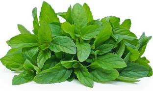 VibeX ™ VXL-284 PEPPERMINT SEEDS Seed