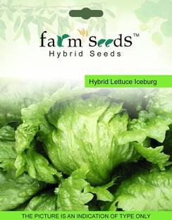 VibeX ® VXI-115 SEEDS Hybrid Lettuce Iceburg 1 Packet Seeds Seed